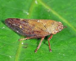 Attēlu rezultāti vaicājumam “Aphrophoridae”