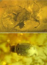 Attēlu rezultāti vaicājumam “Ptinus sp. female”