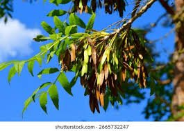 Attēlu rezultāti vaicājumam “Fraxinus excelsior Pendula fruit”