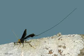 Attēlu rezultāti vaicājumam “Ichneumonidae”