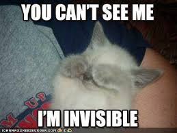 Image result for invisible cat