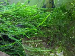 Attēlu rezultāti vaicājumam “Fontinalis antipyretica”