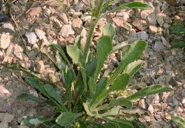 Attēlu rezultāti vaicājumam “Silene otites fruit”