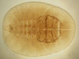 Attēlu rezultāti vaicājumam “Aleurochiton aceris”