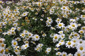 Attēlu rezultāti vaicājumam “Leucanthemum vulgare flower”