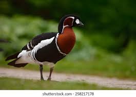 Image result for Branta ruficollis