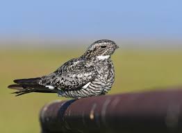 Image result for Chordeiles minor