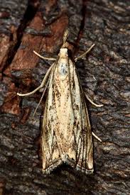 Attēlu rezultāti vaicājumam “Catoptria falsella”