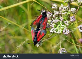 Attēlu rezultāti vaicājumam “Zygaena minos”