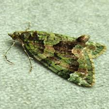 Attēlu rezultāti vaicājumam “Chloroclysta siterata”