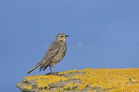 Attēlu rezultāti vaicājumam “Anthus petrosus”
