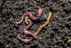 Attēlu rezultāti vaicājumam “Lumbricidae”