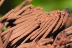 Attēlu rezultāti vaicājumam “Stemonitopsis gracilis spores”