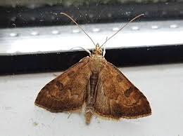 Attēlu rezultāti vaicājumam “Udea fulvalis”