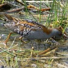 Image result for Porzana pusilla