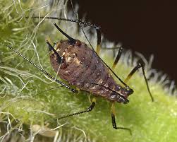 Attēlu rezultāti vaicājumam “Uroleucon hypochoeridis”