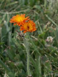 Image result for Hieracium aurantiacum