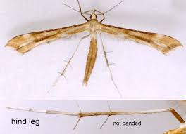 Attēlu rezultāti vaicājumam “Gillmeria pallidactyla”