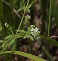Attēlu rezultāti vaicājumam “Galium trifidum”