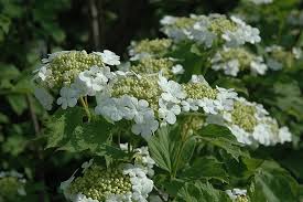 Attēlu rezultāti vaicājumam “Viburnum opulus”