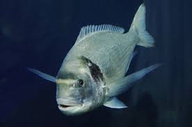 Image result for Sparus aurata