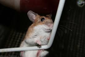 Attēlu rezultāti vaicājumam “Apodemus flavicollis”