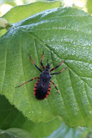 Attēlu rezultāti vaicājumam “Rhynocoris annulatus imago”