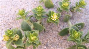 Attēlu rezultāti vaicājumam “Honckenya peploides bud”