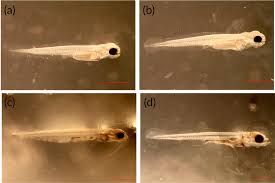 Image result for Perca flavescens