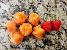 Afbeeldingsresultaat voor orange habanero hot pepper