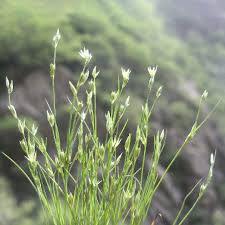 Attēlu rezultāti vaicājumam “Juncus bufonius fruit”