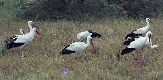 Attēlu rezultāti vaicājumam “Ciconia ciconia”