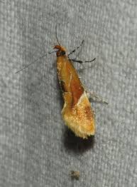 Attēlu rezultāti vaicājumam “Epicallima formosella”