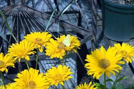 Image result for Heliopsis scabra
