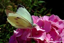 Attēlu rezultāti vaicājumam “Pieris brassicae male”