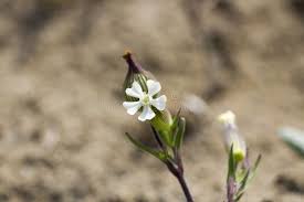 Attēlu rezultāti vaicājumam “Silene latifolia subsp. alba”