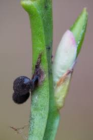 Attēlu rezultāti vaicājumam “Lamproderma arcyrioides”