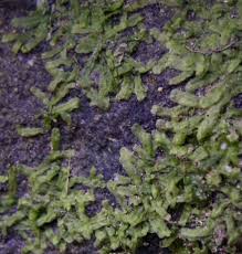 Attēlu rezultāti vaicājumam “Metzgeria furcata”