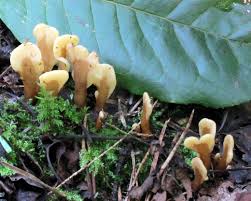 Attēlu rezultāti vaicājumam “Spathularia flavida”