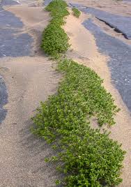 Attēlu rezultāti vaicājumam “Honckenya peploides bud”