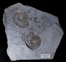 Attēlu rezultāti vaicājumam “Planorbis planorbis”