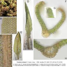 Attēlu rezultāti vaicājumam “Tortella inclinata”