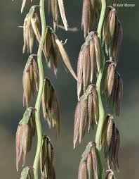 Attēlu rezultāti vaicājumam “Antitrichia curtipendula sporophyte”