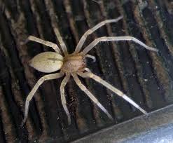 Attēlu rezultāti vaicājumam “Cheiracanthium sp.”