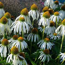 Image result for Echinacea angustifolia