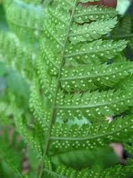 Attēlu rezultāti vaicājumam “Dryopteris carthusiana”