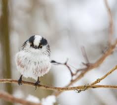 Attēlu rezultāti vaicājumam “Aegithalos caudatus”