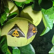 Attēlu rezultāti vaicājumam “Carex ornithopoda fruit”
