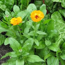 Attēlu rezultāti vaicājumam “Calendula officinalis leaf”