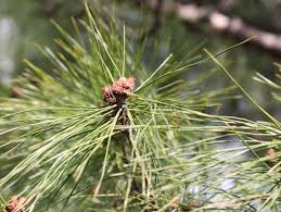 Attēlu rezultāti vaicājumam “Pinus pumila male flower”